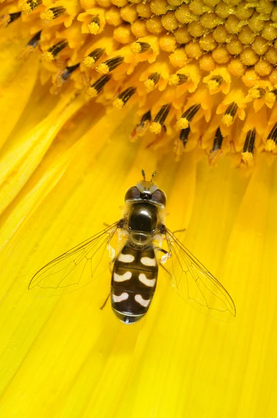 Syrphidae scaeva pyrastri — Foto de Stock