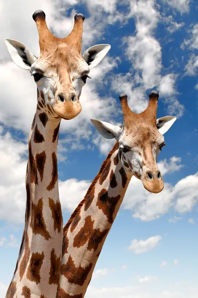 Dwie żyrafy. — Zdjęcie stockowe