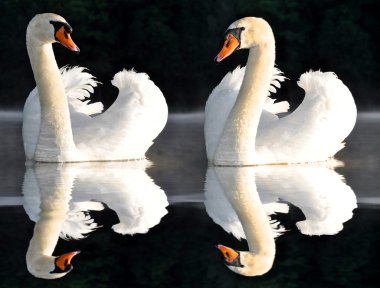 Two Swans clipart