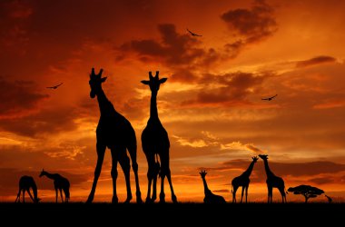 Herd of giraffes clipart