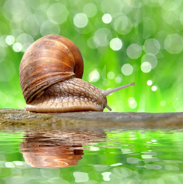 Garden snail — Stock Photo, Image