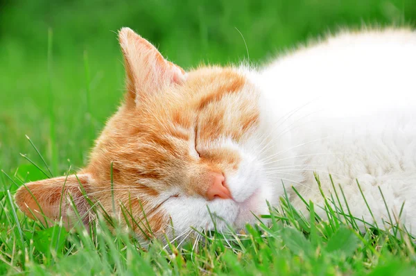 Rode kat in gras — Stockfoto