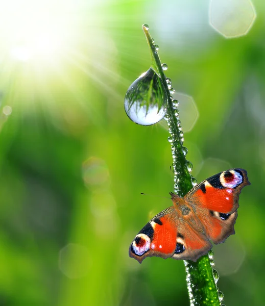 Tau und Schmetterling — Stockfoto