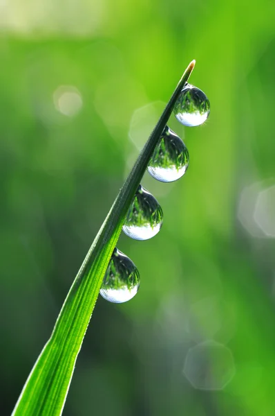 Dew drops — Stock Photo, Image