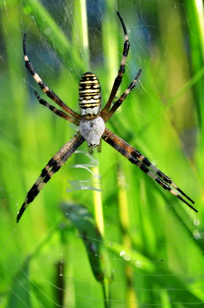 Garden laba-laba — Stok Foto