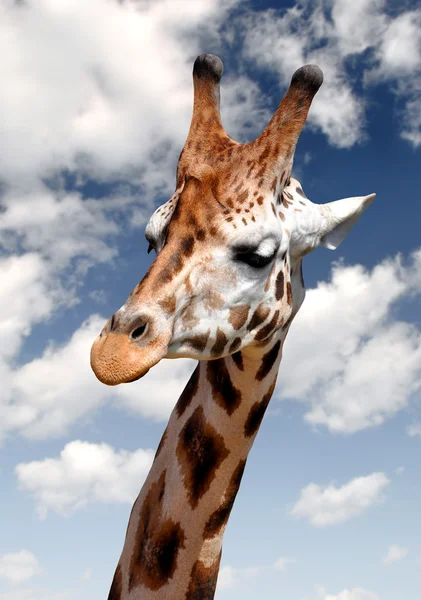 Girafa — Fotografia de Stock