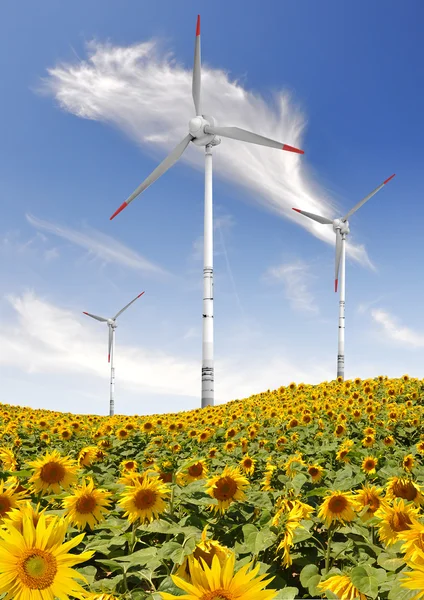 Solros fält med vindkraftverk — Stockfoto