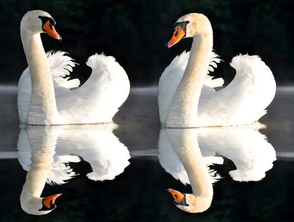 2 つの白鳥 — ストック写真