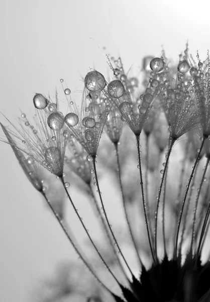 Dewy dandelion — Stock Photo, Image