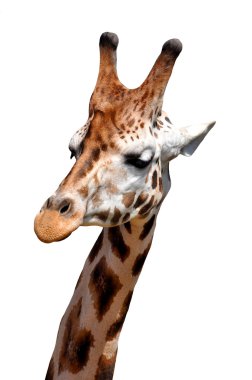 Giraffe clipart