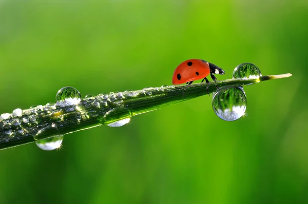 stock image Dew and ladybird