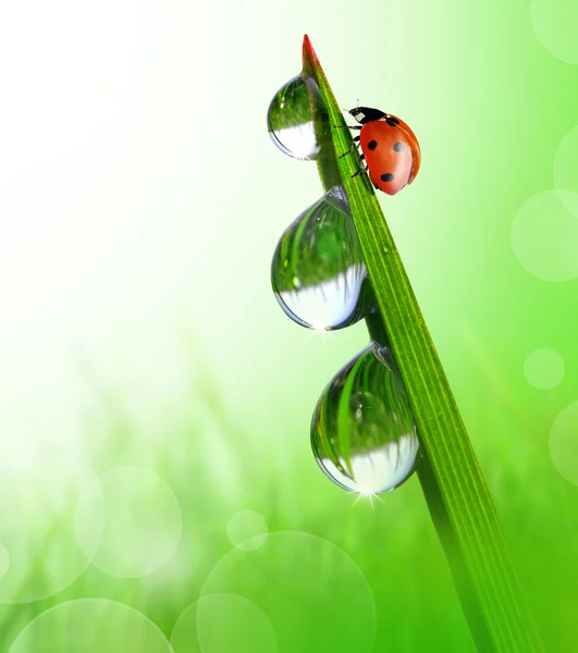 Dagg och ladybird — Stockfoto