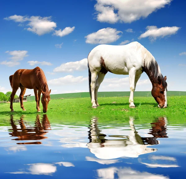 Due cavalli — Foto Stock