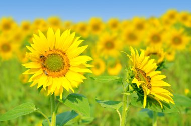 Sunflower field clipart