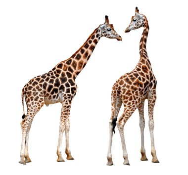 Two giraffes clipart