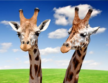 Giraffes clipart