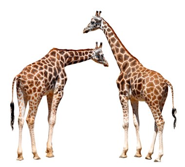 Giraffes clipart