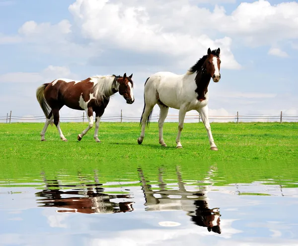 Dois cavalos. — Fotografia de Stock