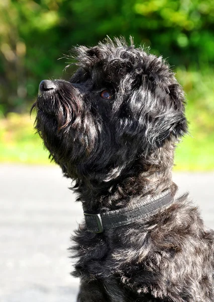 Болонская собака — стоковое фото