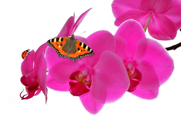 Lila orkidé med fjäril — Stockfoto