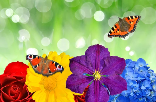 Butterflies with flowers — Stock Photo, Image