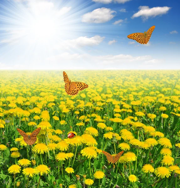 Paardebloemen met vlinder — Stockfoto