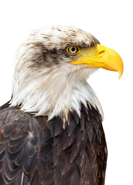 Águila calva — Foto de Stock