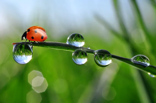Dew and ladybug — Stock Photo, Image
