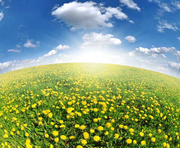 Dandelions in the meadow — Stock Photo, Image