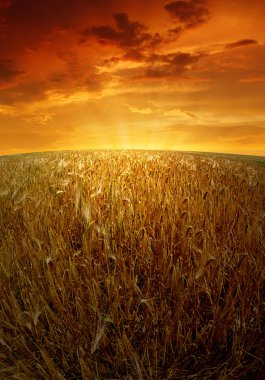 Wheat fields clipart