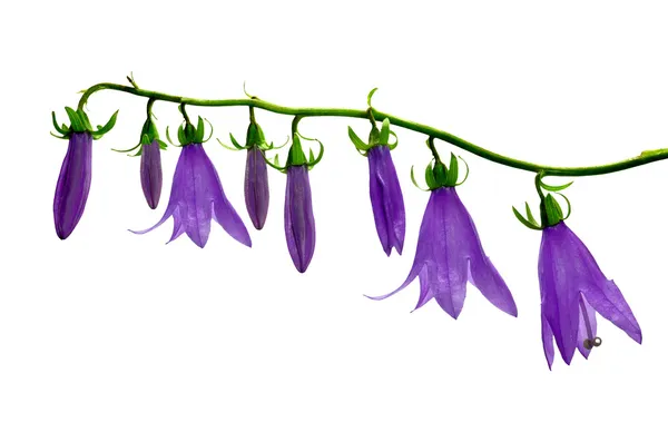 Bell flowers — Stock Photo, Image