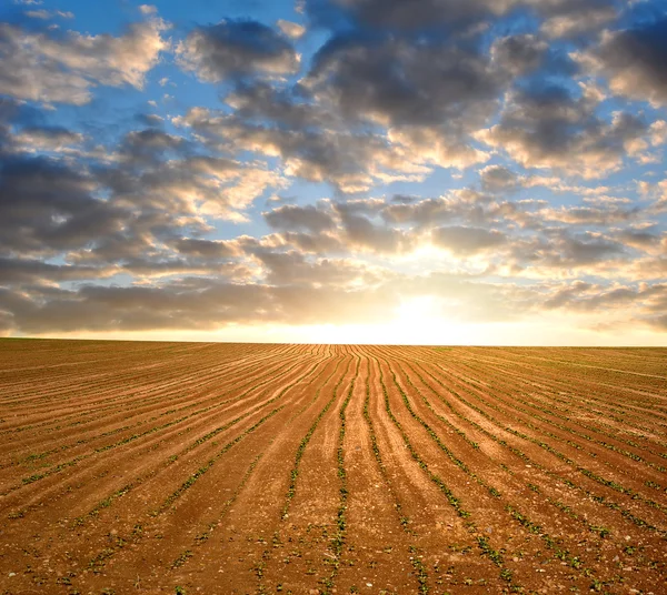Freshly sown field — Stock Photo, Image