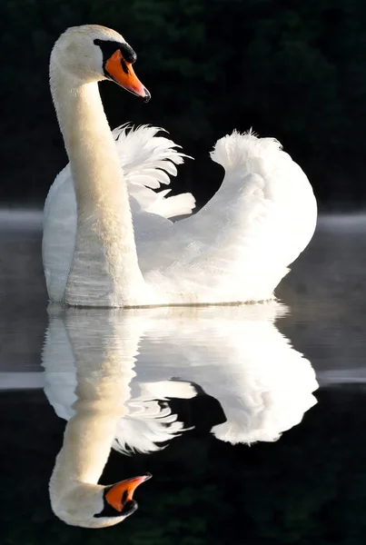 白色天鹅 — 图库照片