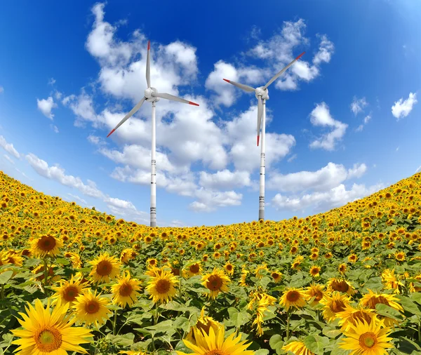 Slunečnice s Větrná turbína — Stock fotografie