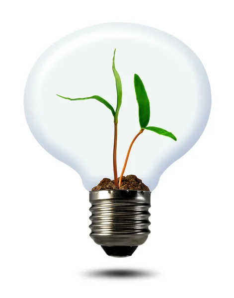 Зеленое растение, растущее в лампочке — стоковое фото