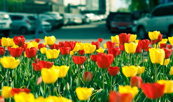 Tulip in town — Stock Photo, Image