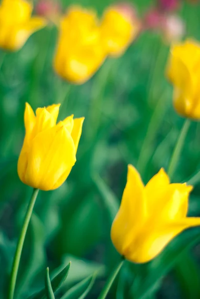 Tulip in spring — Stock Photo, Image