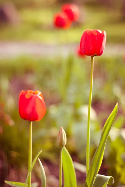 Tulip in spring — Stock Photo, Image