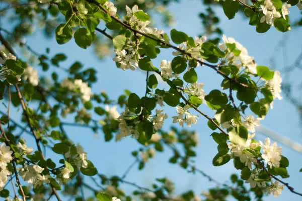 Bahar elma çiçeği