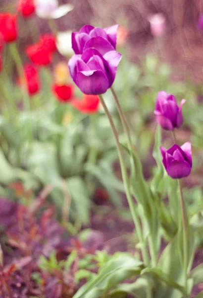 stock image Tulip in spring