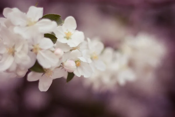 Bahar elma çiçeği