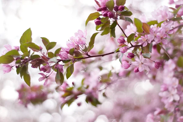 Frühlingsapfelblüte Stockfoto
