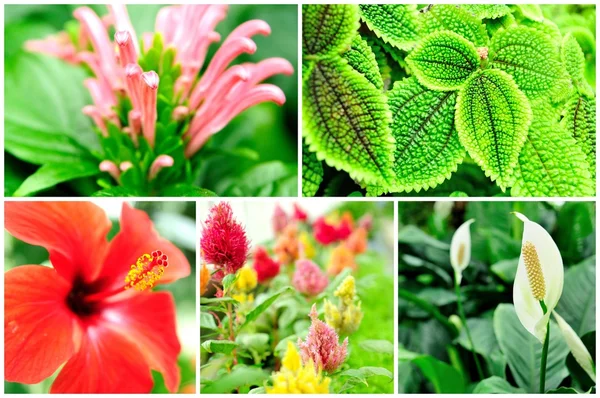 stock image Flower collage