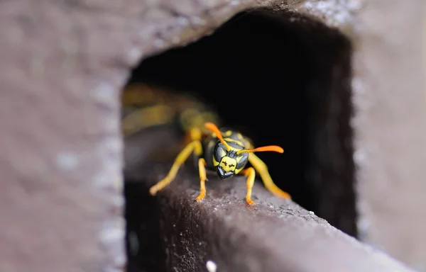 危险黄蜂 — 图库照片