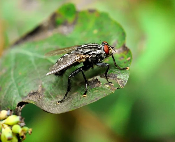 Чёрная муха — стоковое фото