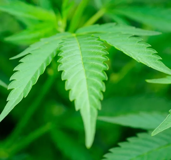 Blatt mit Cannabis — Stockfoto