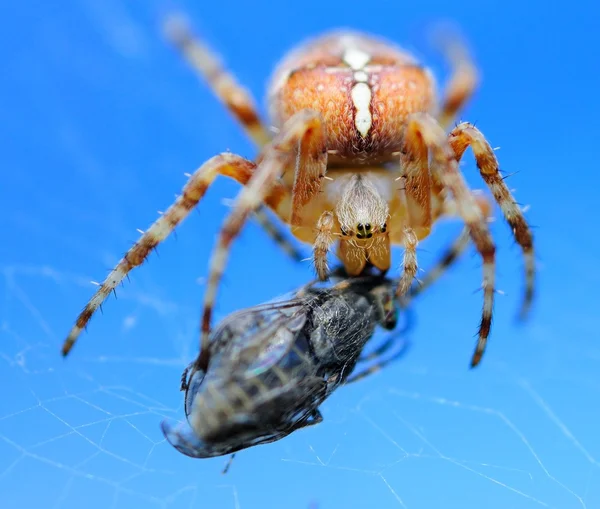 Aranha e mosca — Fotografia de Stock
