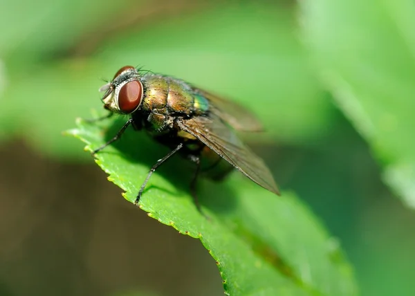 Уродливые мухи — стоковое фото