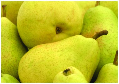 The fresh yelow pears clipart