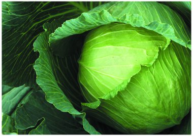 The fresh colorful cabbage clipart